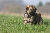 DOGUE DU TIBET 301